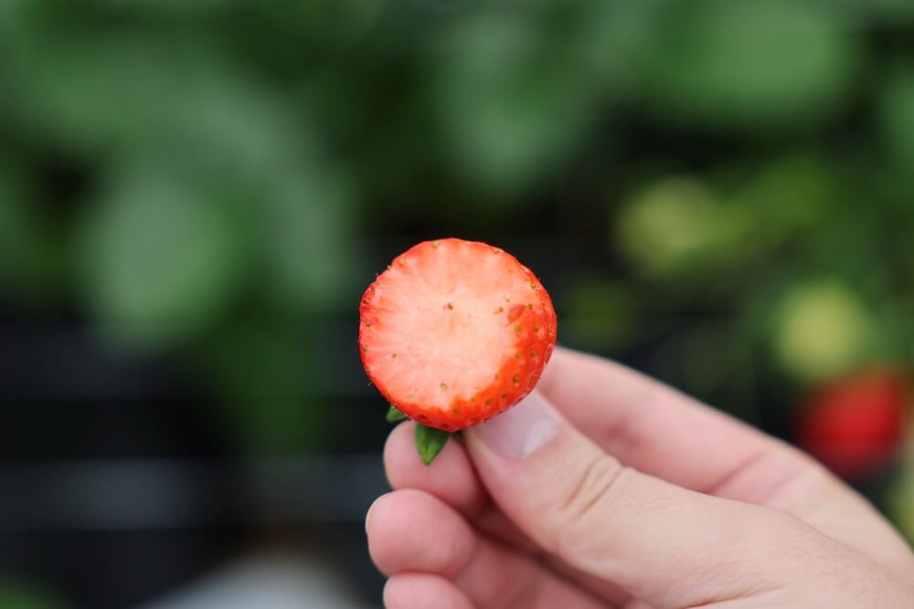 ウキウキランラン いちご狩り 熊本