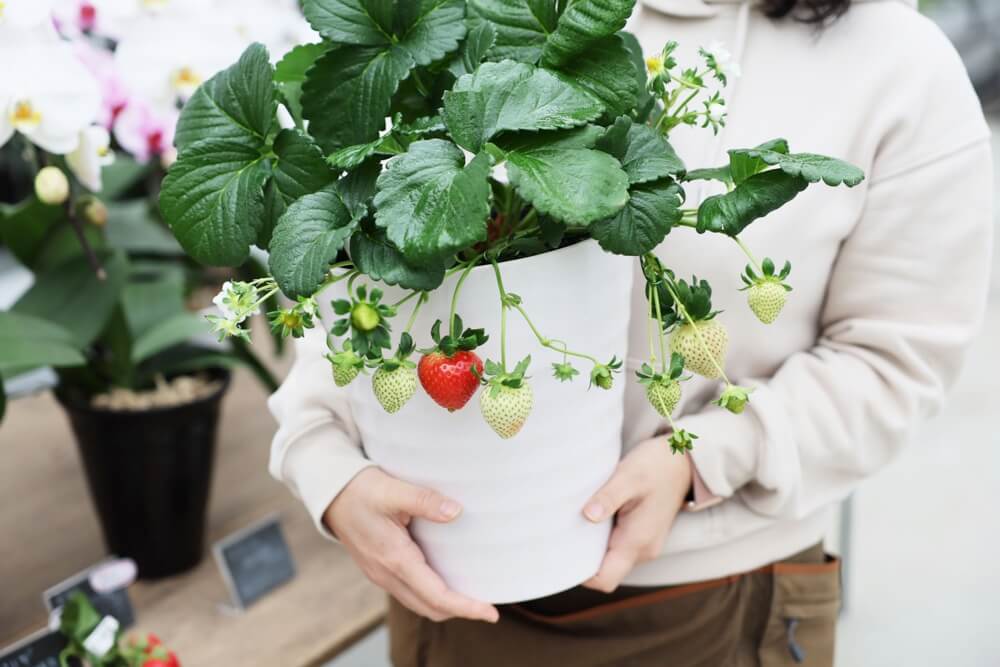 ウキウキランラン いちご狩り 熊本