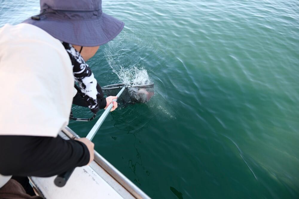 天草 釣り