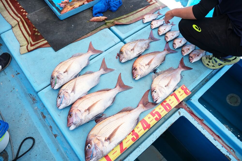 天草 釣り