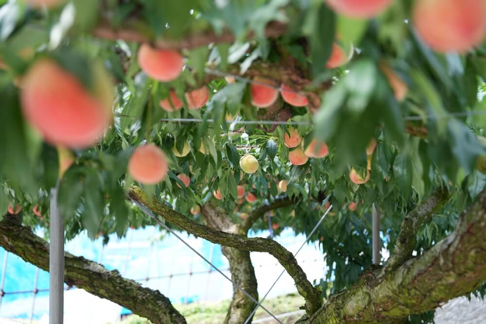 西川農園 熊本 桃狩り
