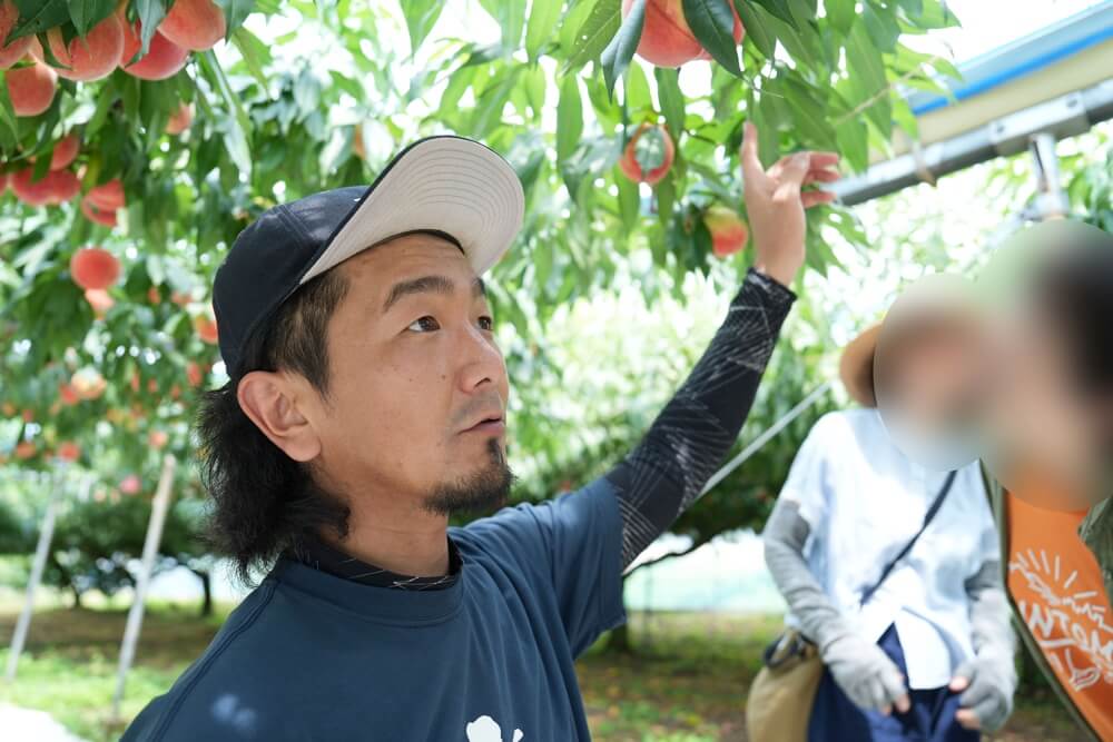 西川農園 熊本 桃狩り