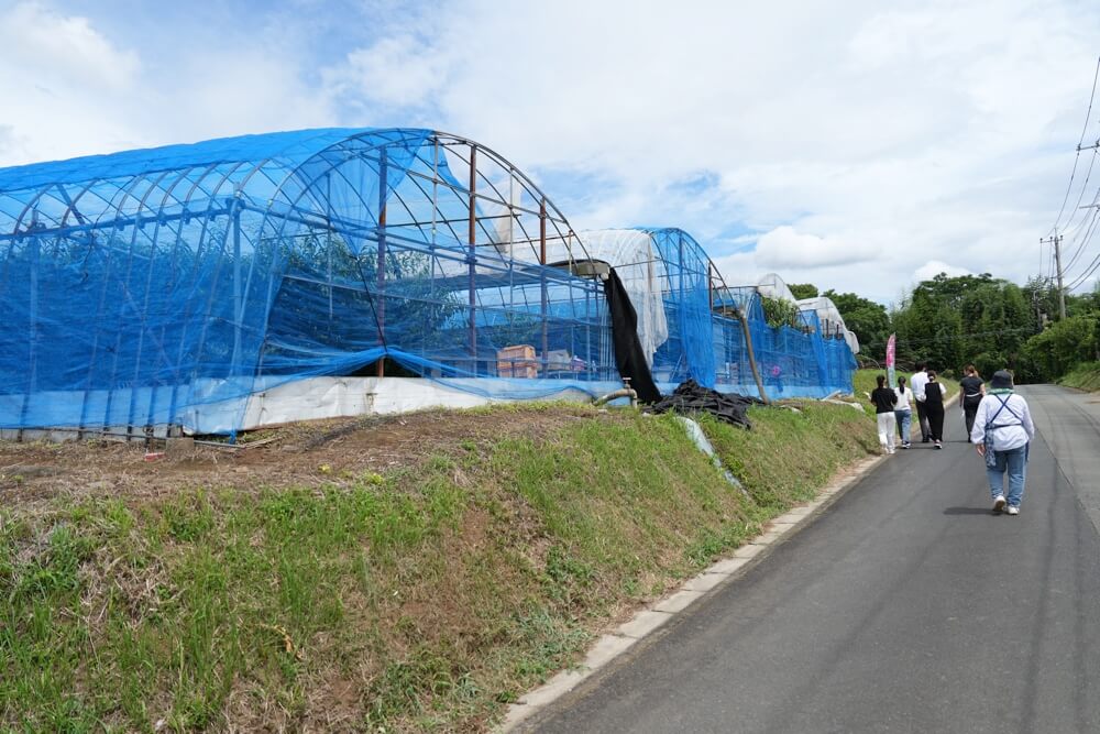 西川農園 熊本 桃狩り