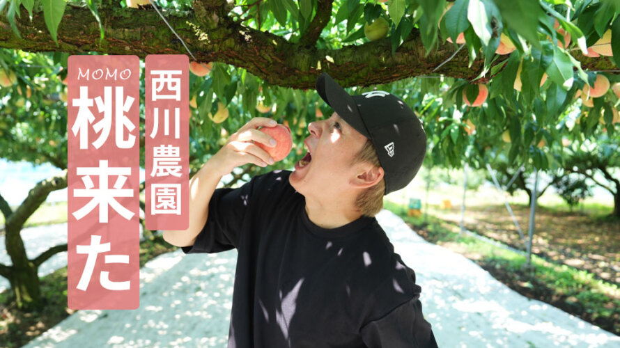熊本・北区「西川農園」の桃狩りが楽園のようだった。癒やしスポット発見